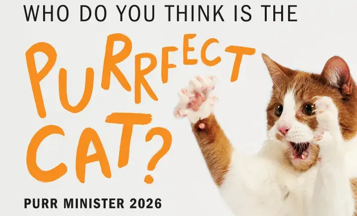 Purr Minister "who do you think is the purrfect cat?"