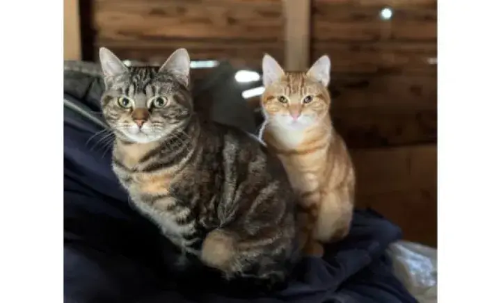 Two working cats sat together in a shed