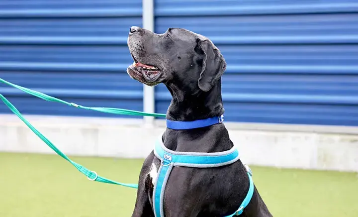 Side profile of a black Great Dane