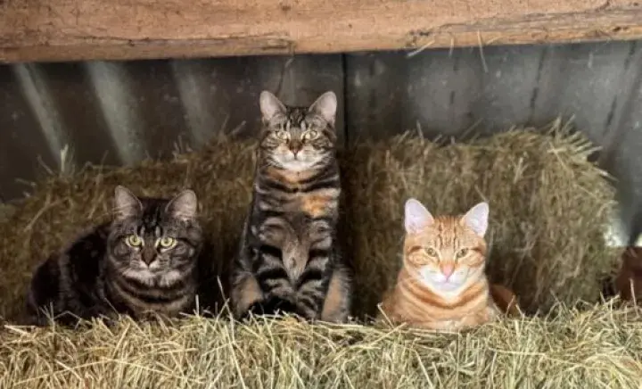 Three working cats sat on a bundle of hay