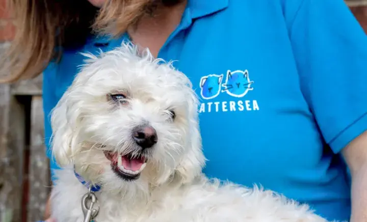 Small terrier sat on employees lap
