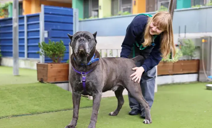 Cane Corso standing up getting bum scratches