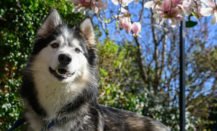 Husky standing in a garden 