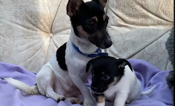 Potato and Parsnip sitting on a blanket