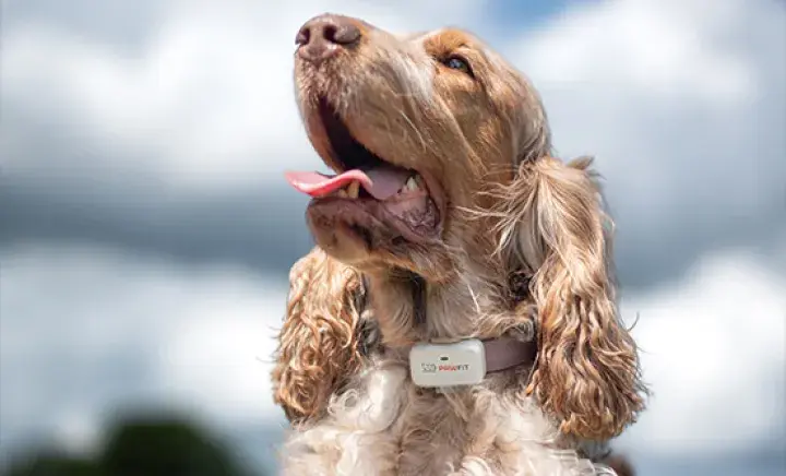 A dog looking up wearing a Petfit collar