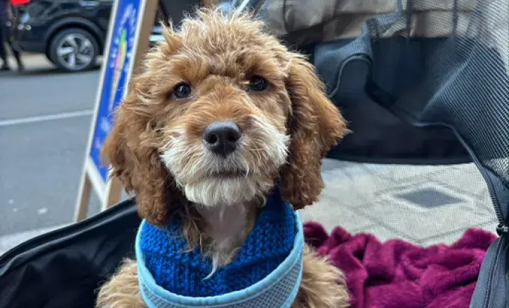 Dog sitting with a jumper on